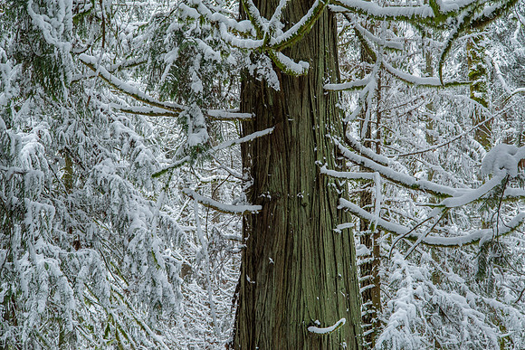 Gabriola Island Forest Number 130