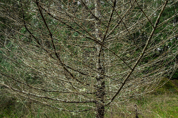 Gabriola Island Forest Number 109