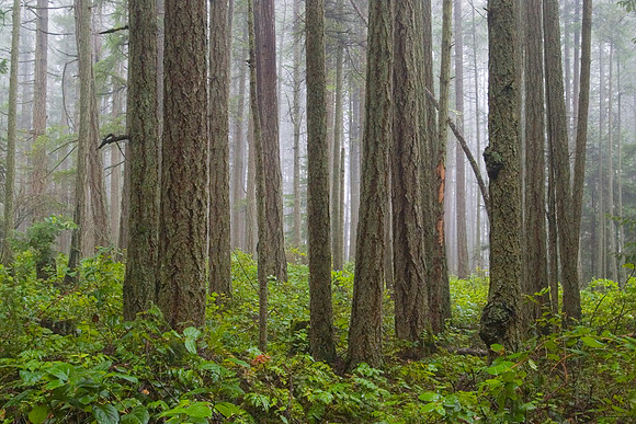 Gabriola Island Forest Number 13