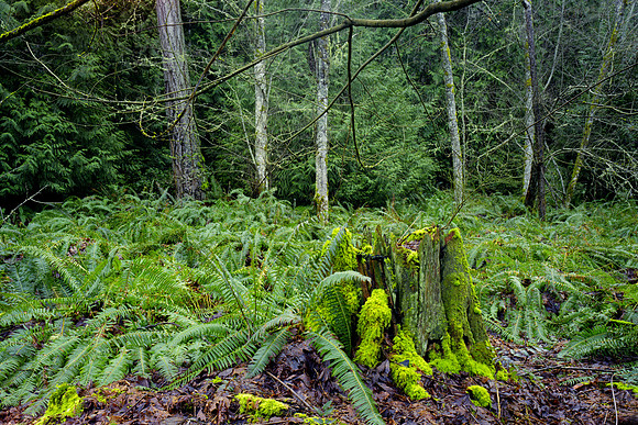 Gabriola Island Forest Number 172