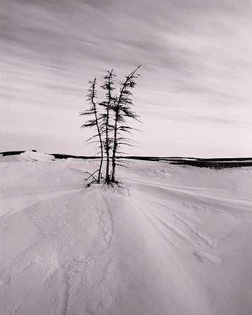 Spruce Clump, Great Slave Lake. 1995.