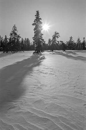 Spruce Silhouette, 1985