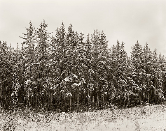 First Snow on Jack Pines
