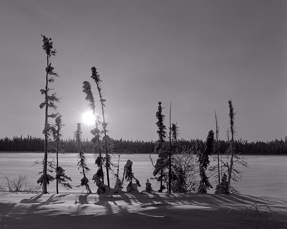 Silhoueted Sprce Trees