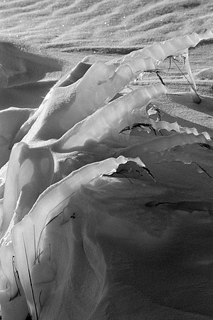 Ice-covered Bush 2, Great Slave Lake. 1985.