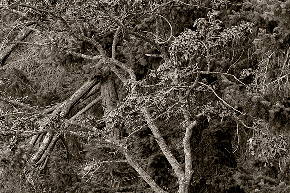 Gabriola Island Forest Number 170