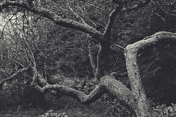 Ancient Apple Tree, Gabriola Island