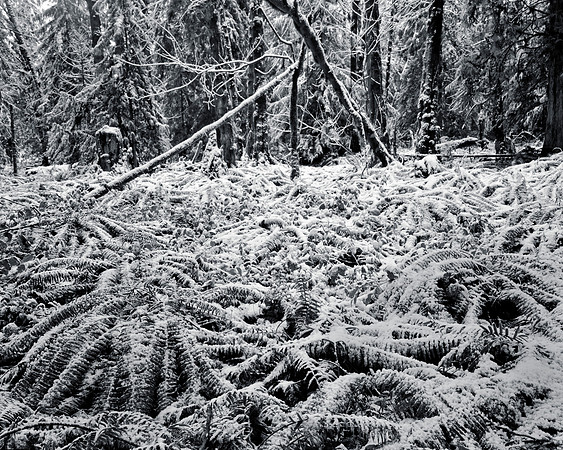 Gabriola Island Forest Number 158