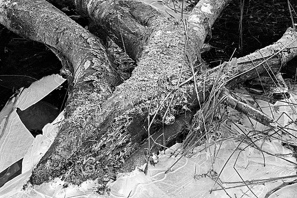 Gabriola Island Forest Number 157