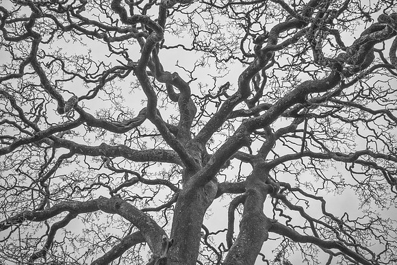 Garry Oak Canopy