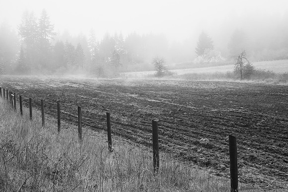 Foggy Field, Gabriola Island