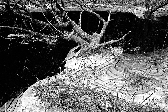 Gabriola Island Forest Number 154