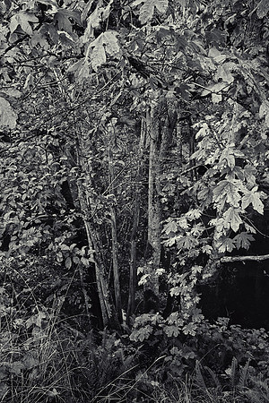 Gabriola Island Forest Number 1