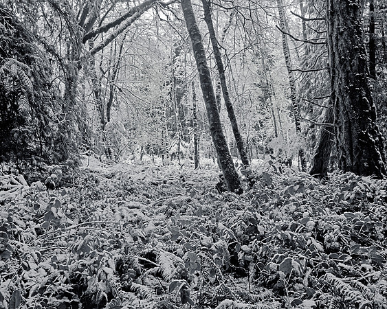 Gabriola Island Forest Number 160