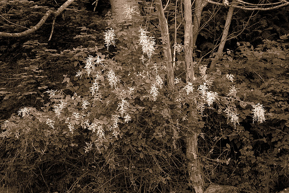 Gabriola Island Forest Number 69