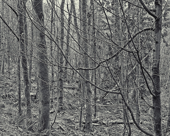Gabriola Island Forest Number 140
