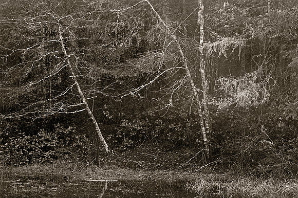 Gabriola Island Forest Number 168