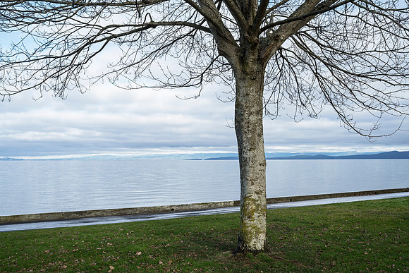Lone Tree, Qualicum Beach