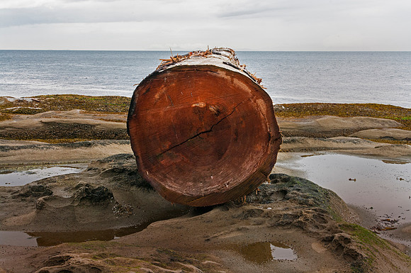 Raw Log