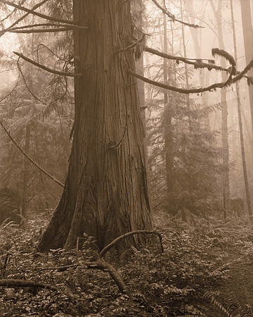 Gabriola Island Forest Number 41