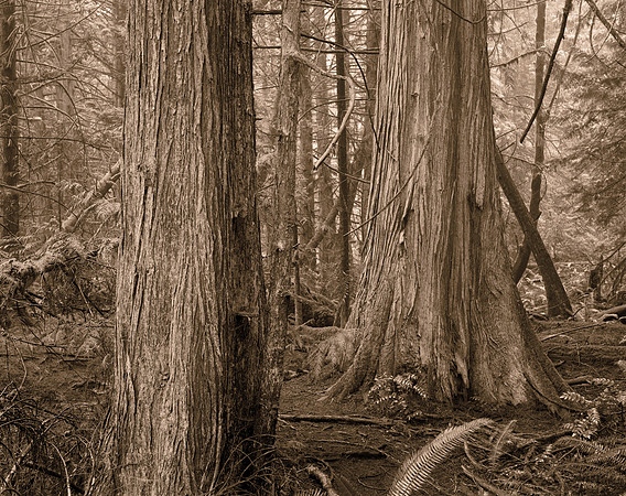 Gabriola Island Forest Number 43