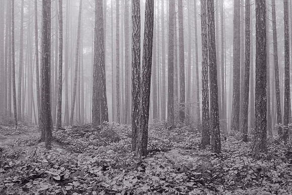 Gabriola Island Forest Number 71