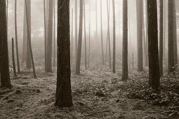 Gabriola Island Forest Number 54