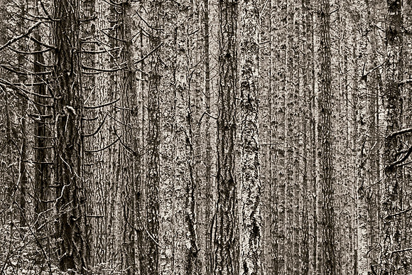 (Gabriola Island Forest  Number 49