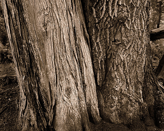 Gabriola Island Forest Number 51