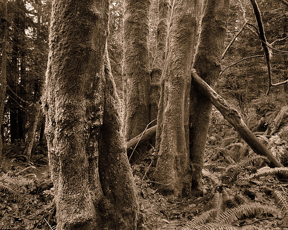 Gabriola Island Forest Number 52