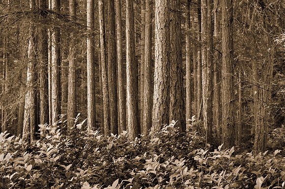 Gabriola Forest Number 83