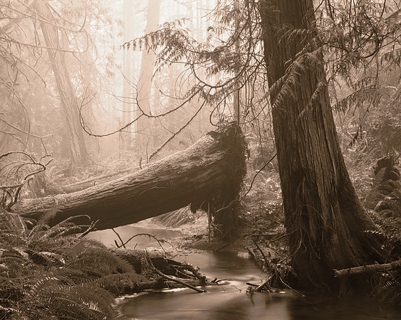 Gabriola Island Forest Number 25