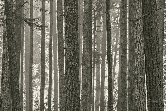Gabriola Island Forest Number 106