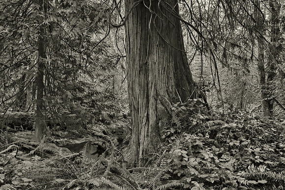 Gabriola Island Forest Number 114