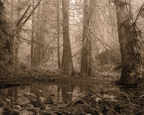 Gabriola Island Forest Number 119