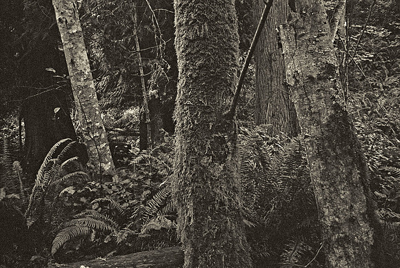 Gabriola Island Forest Number 2