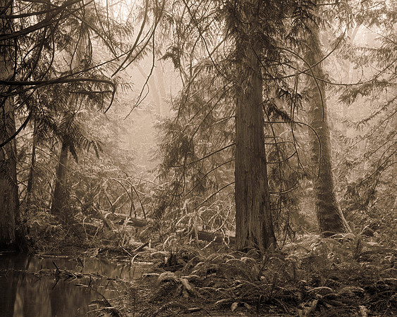 Gabriola Island Forest Number 121