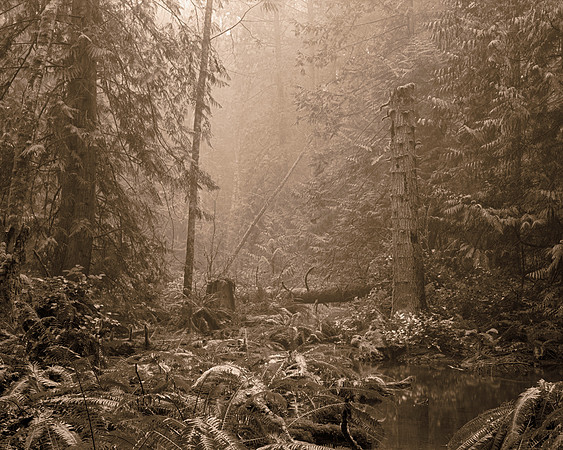 Gabriola Island Forest Number 120