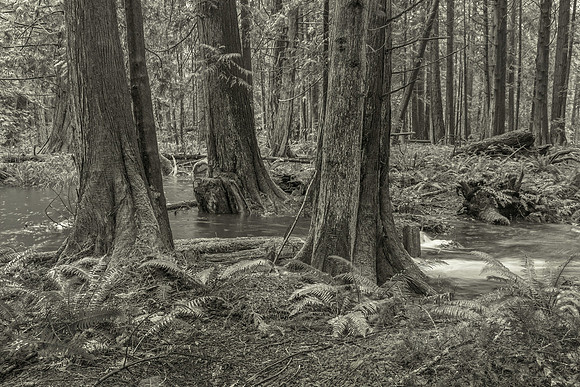 Gabriola Island Forest Number 112