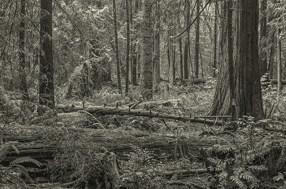 Gabriola Island Forest Number 122