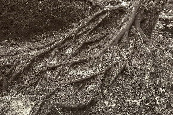 Roots, Cathedral Grove, 2019