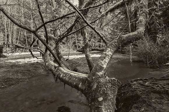 Streamside Tree, Cathedral Grove