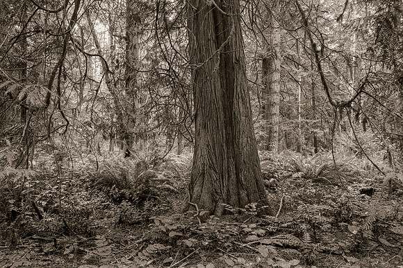 Gabriola Island Forest Number 124