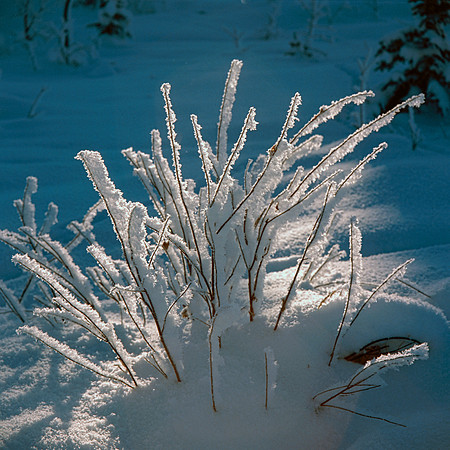 Frosted Bush, 1987