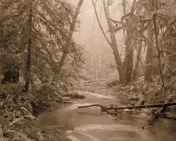 Gabriola Island Forest Number 143
