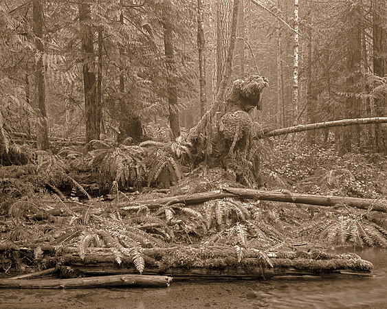 Gabriola Island forest Number 142