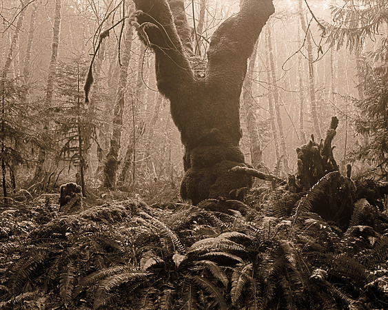 Gabriola Island Forest Number 145