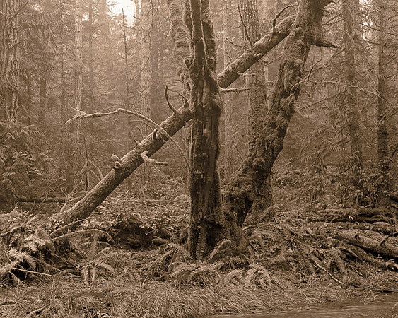 Gabriola Island Forest Number 144
