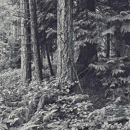Gabriola Island Forest Number 148