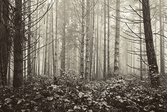 Gabriola Island Forest Number 161
